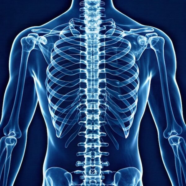 Humerus Both